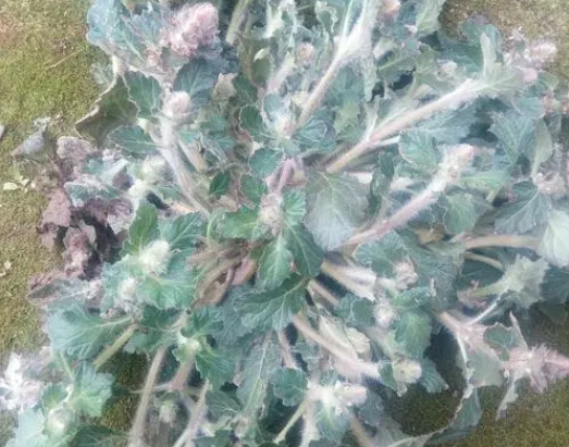 白毛夏枯草的功效与作用（白毛夏枯草能降血糖吗）