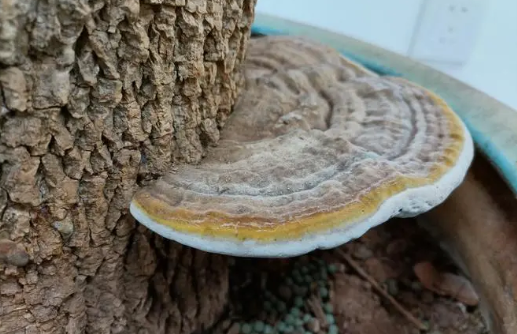 树舌灵芝的功效与作用（树舌灵芝怎么吃效果最好）