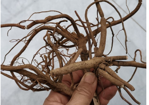 八爪金龙的功效与作用（八爪金龙熬水喝能治疗喉炎吗）