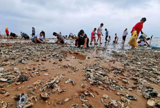 台风刮来的海鲜能吃吗?相关部门提醒：别逗留 别乱吃