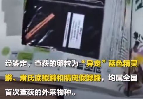 图书被掏空内藏鳉鱼鱼卵 均属全国首次查获的外来物种