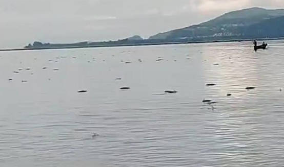 昆明回应滇池鱼群死亡抢水致缺氧 专家给出解答