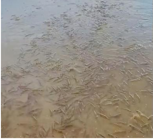 广东一海滩突然涌现大量海虾 海虾逃离核辐射?