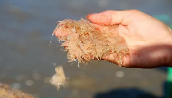 中国在南极意外发现海上粮仓 储量10亿吨可养活14亿人