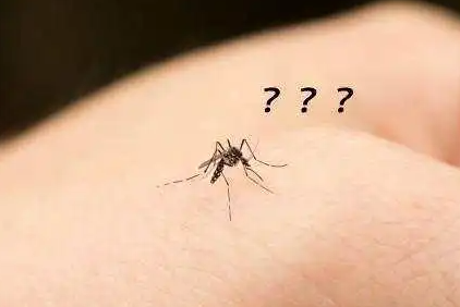 蚊虫困扰常有招，3种方法让你远离蚊子叮咬