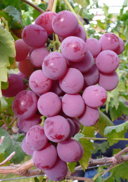 葡萄主要的功效与作用有哪些 葡萄富含膳食纤维可促进消化