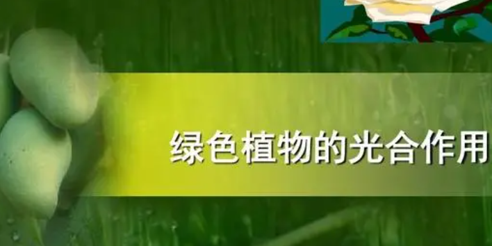 植物光合作用原理是什么 植物光合作用需要什么光