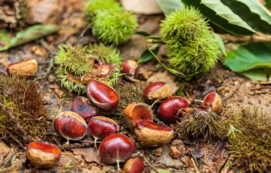 哪些人群不宜食用板栗 板栗的药用价值有哪些