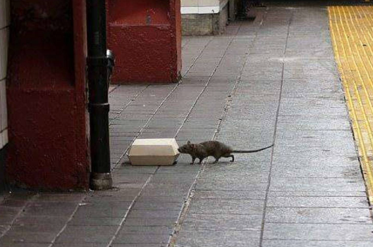 纽约老鼠泛滥成灾 传说纽约的老鼠数量是人类的5倍