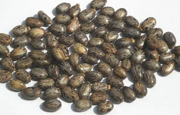 服用蓖麻子时要注意什么 蓖麻子的功效与作用 服用蓖麻子时要注意什么 蓖麻子的功效与作用