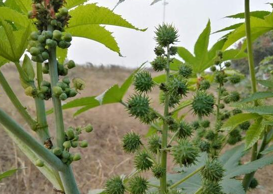 服用蓖麻子时要注意什么 蓖麻子的功效与作用 服用蓖麻子时要注意什么 蓖麻子的功效与作用