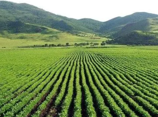 丘陵地区的宝藏 种植适宜的绿色农作物
