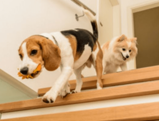 空腹爬楼梯后能立马吃东西吗?空腹爬楼梯要很快吗?