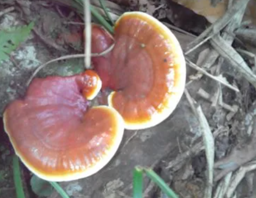 灵芝的正确吃法与用量 灵芝服用过多会怎么样