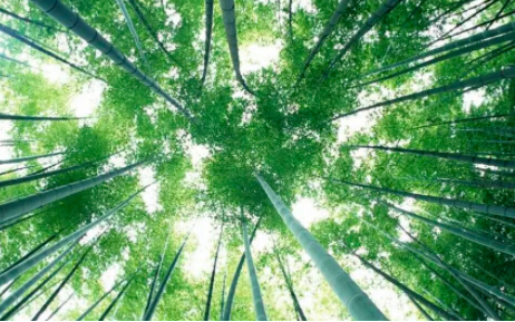 “以竹代塑”三年行动启动 预计2035年竹产业总产值将超1万亿元