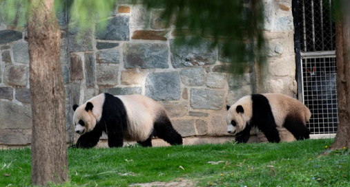 旅美大熊猫美香一家三口启程回国 为中外民间友好交往发挥了独特作用