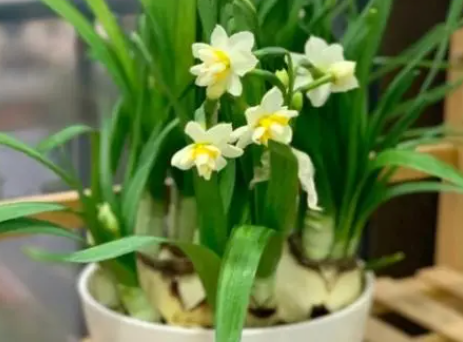 水仙花在几点钟开花 探秘这美丽花卉的开放时刻