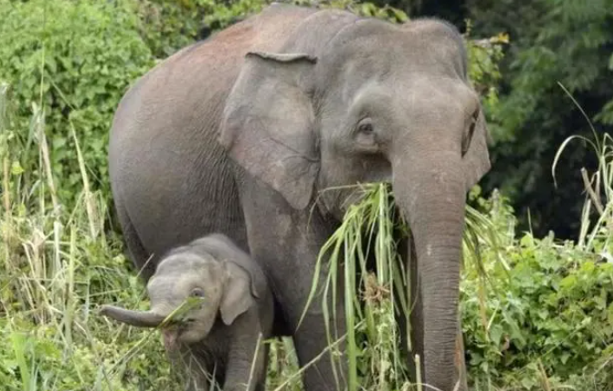 马来西亚一家三口驾车误撞小象，汽车遭5头同行大象踩踏围攻