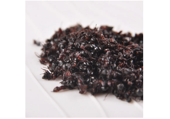 黑蚂蚁的功效与作用 黑蚂蚁的药用价值有多少