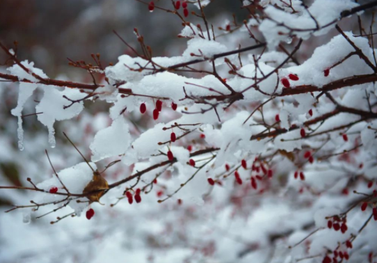 新一轮大范围雨雪明起来袭 气温或跌破历史同期极值