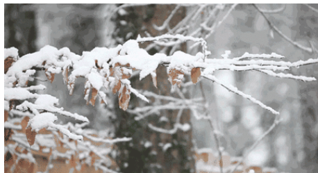 新一轮大范围雨雪明起来袭 气温或跌破历史同期极值