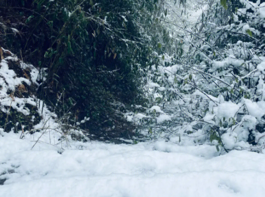 冬天降雪能冻死流感病毒?流感季感染者是否会因下雪而减少? 冬天降雪能冻死流感病毒?流感季感染者是否会因下雪而减少?