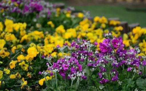 如何种植报春花 打造绚丽花海