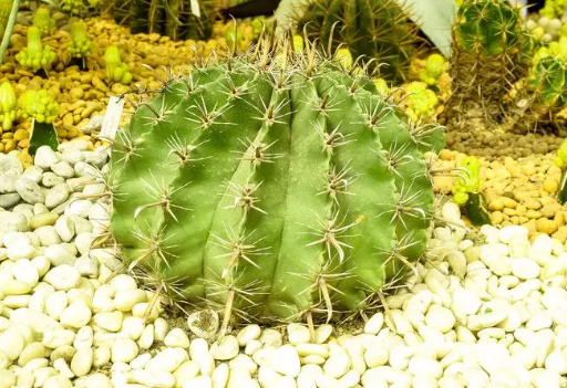 仙人球的作用与功效 仙人球有哪些药用价值