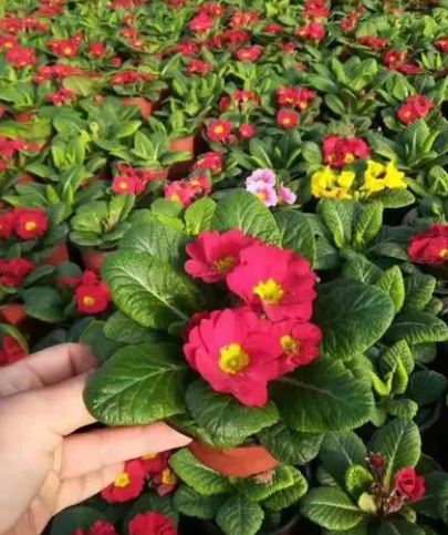 如何种植报春花 打造绚丽花海