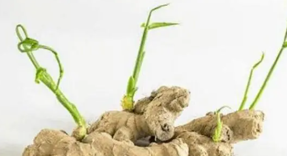 姜发芽怎么种植 入秋了发芽的姜能种吗 姜发芽怎么种植 入秋了发芽的姜能种吗