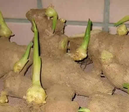姜发芽怎么种植 入秋了发芽的姜能种吗 姜发芽怎么种植 入秋了发芽的姜能种吗