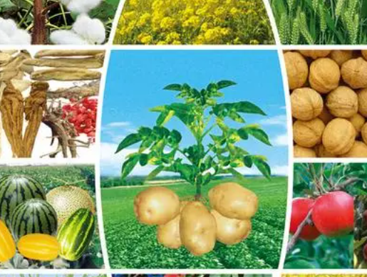 全球20亿人缺微量元素 食用作物应该多样化