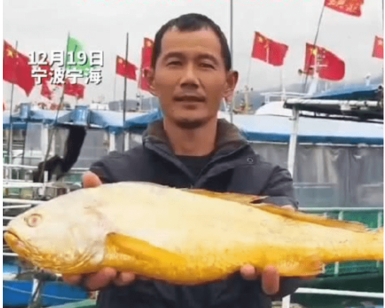 渔民捕获海中土豪金能卖二三万 海中土豪金是野生大黄鱼吗？