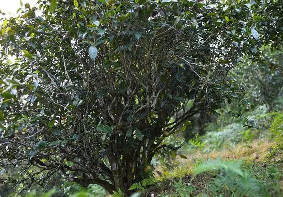 全球最古老野生茶树有9层楼高(世界上最古老的茶树究竟长什么样)