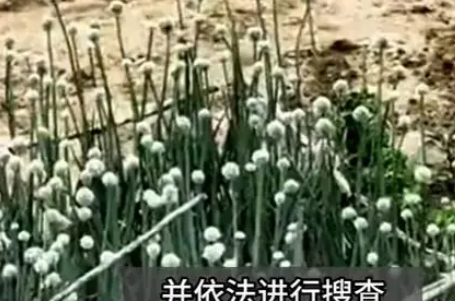 女子楼顶种900余株罂粟涮火锅 引发社会关注和热议