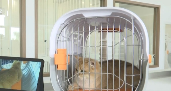 全国首家宠物候机厅在深圳机场启用 为宠物打造了专门的安检登机通道