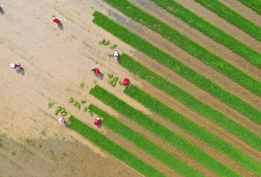 全国已春播粮食5.8亿亩进度过六成 新型农机有效地提高春播生产速度