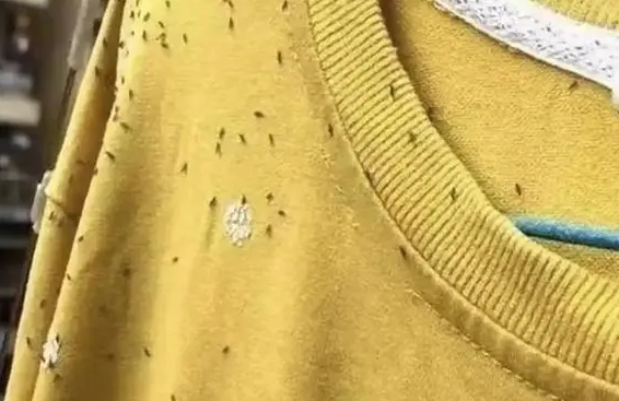 最近别穿黄色衣服出门是为何?夏季飞虫为何偏爱黄绿色的衣服?