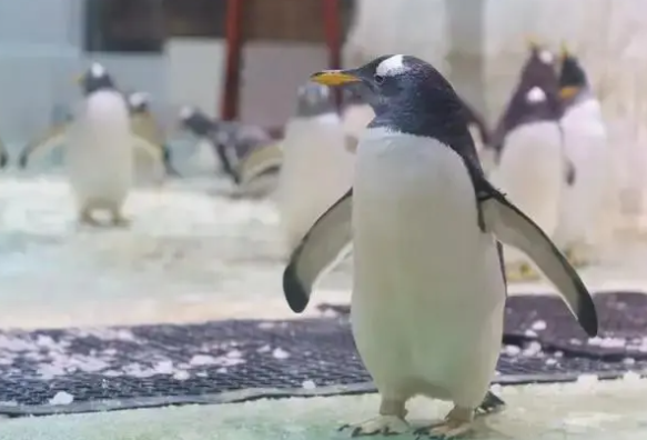 老板突然跑路员工申请执行6只企鹅 企鹅平安回到水族馆