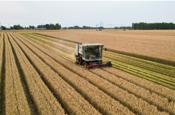 麦稻同框丰收忙 当前全国麦收进度近八成夏种过四成