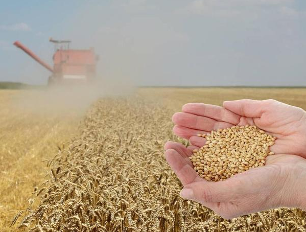 高温天气来袭也难掩小麦上市压力 基层粮价已经跌至1.1元 高温天气来袭也难掩小麦上市压力 基层粮价已经跌至1.1元