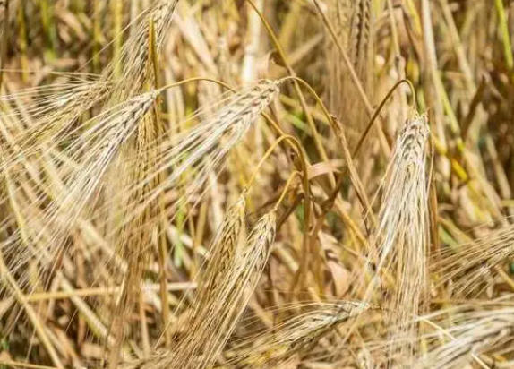 高温天气来袭也难掩小麦上市压力 基层粮价已经跌至1.1元 高温天气来袭也难掩小麦上市压力 基层粮价已经跌至1.1元