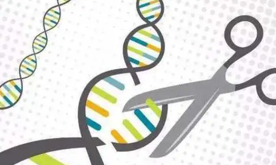 我国开发出具有自主知识产权的基因编辑新技术 为新一代创新基因疗法发展提供基础