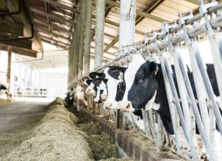 奶价连跌27个月 奶价下滑原奶行业亏损面超过8成 奶价连跌27个月 奶价下滑原奶行业亏损面超过8成