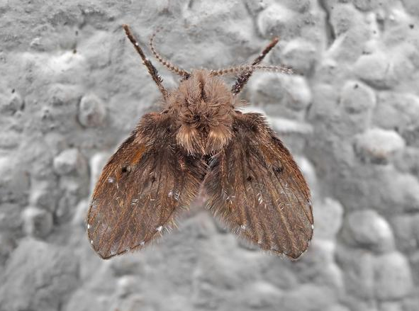 随手拍死蛾蚋男子被迫摘除眼球 这种虫几乎家家有怎么灭?