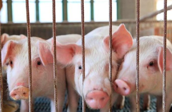 本周生猪均价环比涨2%,二次育肥补栏热度略有降温 本周生猪均价环比涨2%,二次育肥补栏热度略有降温