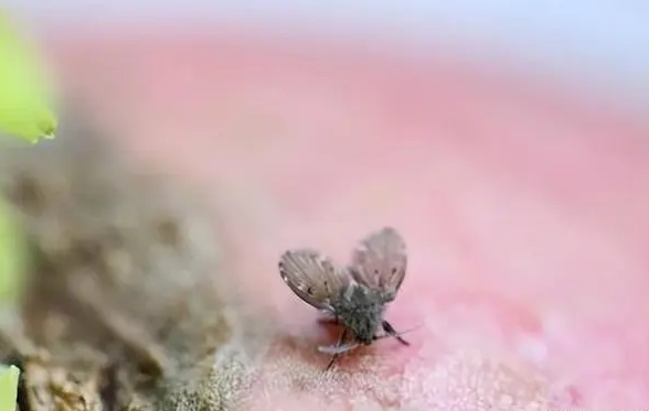 随手拍死蛾蚋男子被迫摘除眼球 这种虫几乎家家有怎么灭?