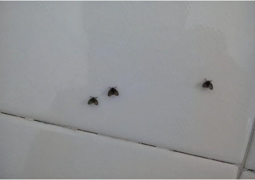 随手拍死蛾蚋男子被迫摘除眼球 这种虫几乎家家有怎么灭?