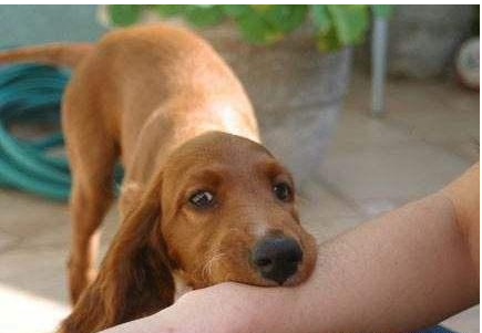 保洁工人被老鼠咬后打狂犬病疫苗索赔3000元，是过度医疗吗?