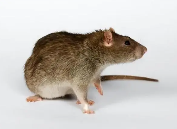 保洁工人被老鼠咬后打狂犬病疫苗索赔3000元，是过度医疗吗?